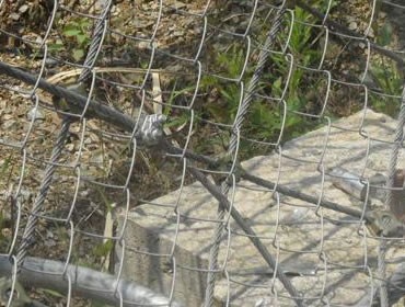 成人91免费下载